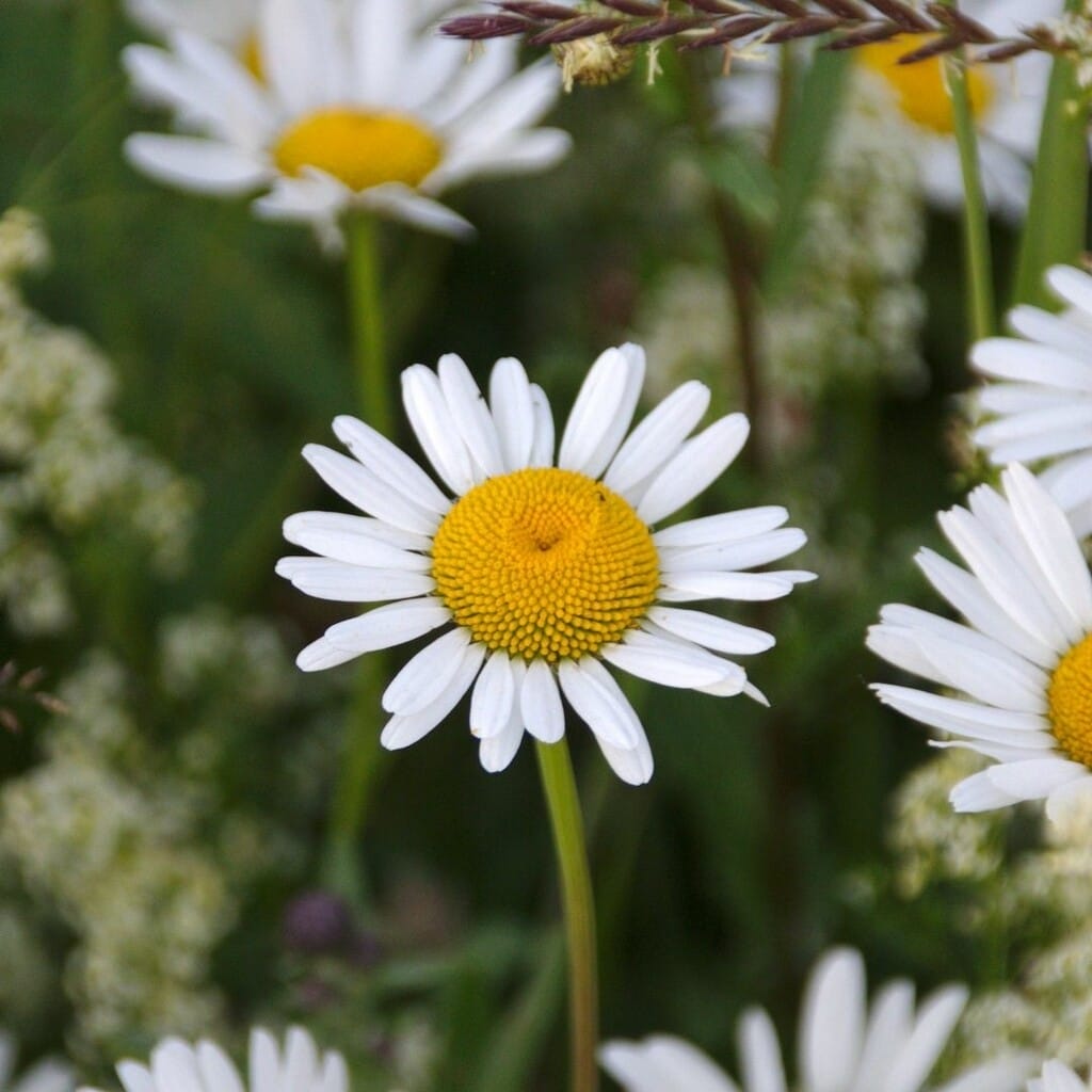 Annual daisy